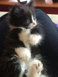 a black and white cat laying on top of a pillow