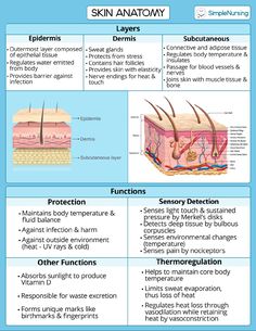 the skin anatomy and its functions