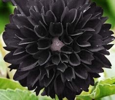 a black flower with green leaves in the background