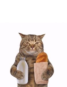 a cat holding a bagel and milk in its paws while standing on his hind legs