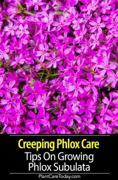 purple flowers with text reading creeping phlox care tips on growing phlox subata