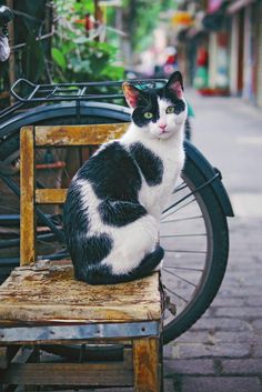 a black and white cat sitting on top of a wooden chair next to a bicycle