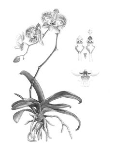 a drawing of orchids and other flowers on a white background