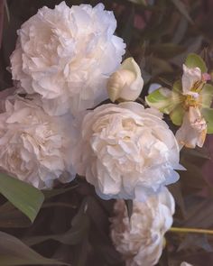 some white flowers are blooming in the garden