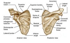 an image of the bones and their major structures