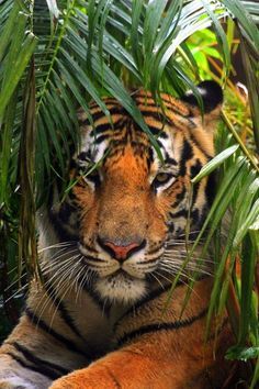 a tiger laying down in the grass next to some plants