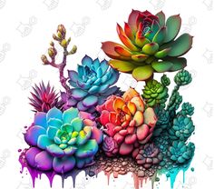 colorful succulents are arranged in an artistic manner