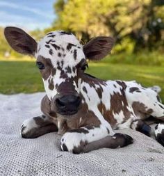 a brown and white cow laying on top of a blanket