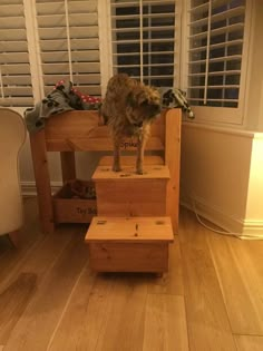 a dog standing on top of some wooden steps