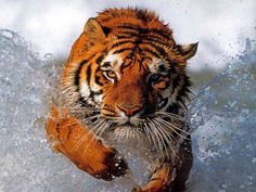 a tiger is running through the water