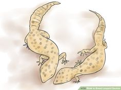 two geckos in the shape of a heart on a white background with brown spots