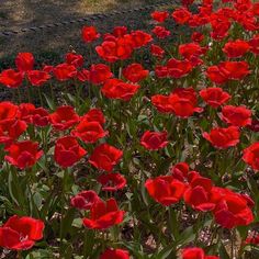 many red flowers are growing in the grass