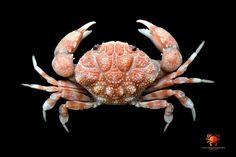 an orange crab with white spots on it's back legs and arms, against a black background