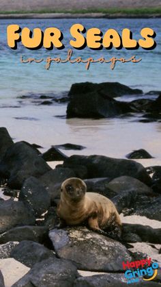 Galapagos Fur Seal Gorgeous Eyes, Dog Houses, Seals, Dogs, Santiago