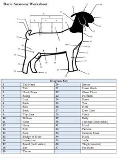 the anatomy of a dog is shown in this diagram