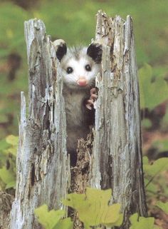 an oposshus peeks out from its hole in a tree stump