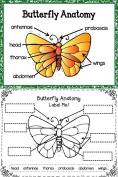 butterfly anatomy worksheet for kids