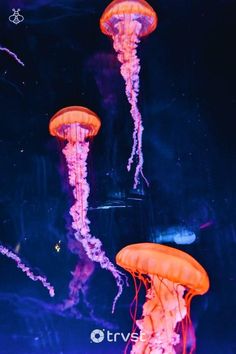 three jellyfish swimming in the water with purple and orange lights on them's sides