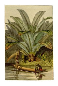 an illustration of a man on a boat in the water with palm trees and other plants