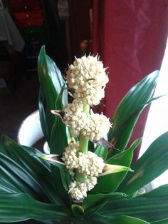 Dracaena janet craig plant with large white flowers on thick flower stalk  and long, shiny, green leaves Janet Craig Plant Care, Janet Craig Plant, Dracaena Janet Craig, Dracaena Plant, Plant Light, Short Plants