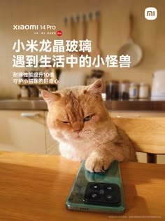 an orange cat sitting on top of a remote control