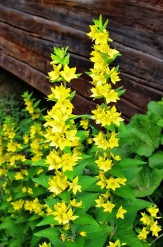 yellow flowers are blooming in front of a wooden wall and green leaves on the ground