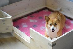 a corgi dog is sitting in a wooden box on pink carpeted floor