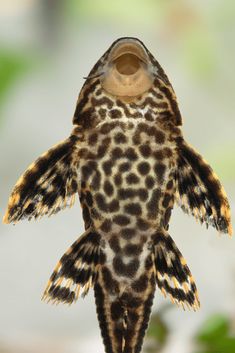 a close up of a bird with it's mouth open