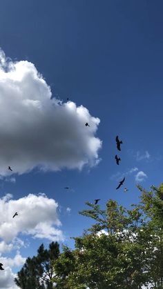 many birds flying in the sky above some trees