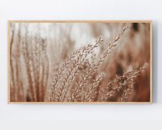 an image of some plants in the middle of a wall hanging on a white wall