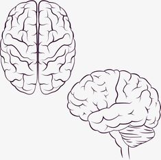 the left and right side of a human brain, with one section showing it's frontal