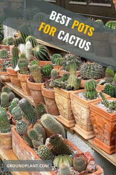 Best Pots for Cactus Planting Cactus In Pots, Large Cactus Pot Ideas, Cactus In Pots Outdoor, Cactus Pots Ideas, Potting Cactus, Cactus In A Pot, Mini Cactus Garden, Tall Cactus, Indoor Succulents