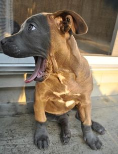 a brown and black dog sitting on top of a cement floor next to a window