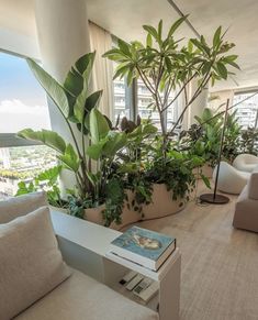 a living room filled with furniture and lots of green plants on top of windowsills