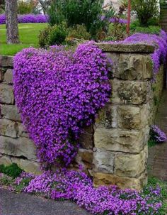 purple flowers growing on the side of a stone wall