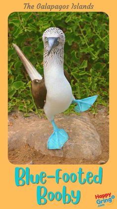 Blue-Footed Booby - The Galapagos Island Sea Birds, Hanging Out, Bucket List, Birds, Funny, Blue