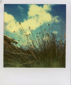 a polaroid photo of some grass and clouds in the sky, taken from ground level