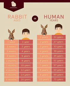 rabbits and humans are the most important subjects in human life, according to their age