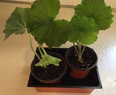 two potted plants sitting on top of a white table next to each other in small black pots