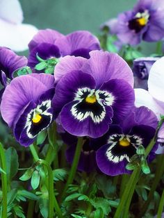 purple and white pansies are growing in the garden with green leaves on the stems