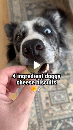 a person feeding a dog some food from their hand with the caption, 4 ingredient doggy cheese biscuits