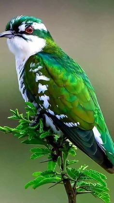 a green and white bird sitting on top of a tree branch