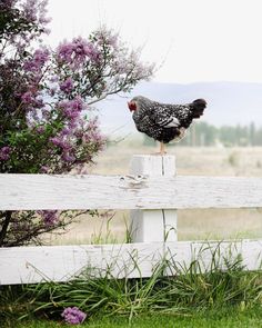 a black and white chicken sitting on top of a wooden fence next to purple flowers