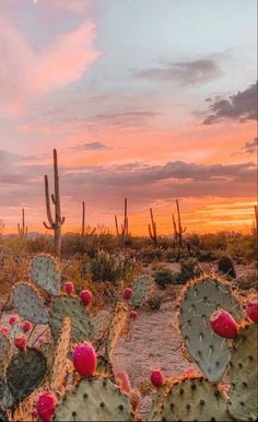 cactus plants in the desert at sunset