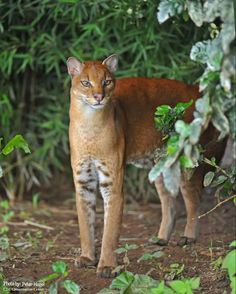 a cat standing in the middle of some bushes