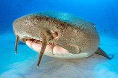 a close up of a shark with its mouth open on the ocean floor under water