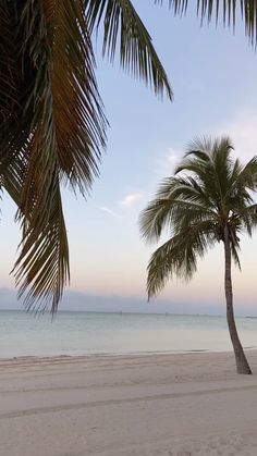 two palm trees on the beach near the ocean