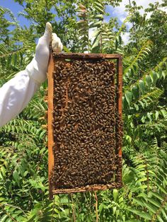 a beekeeper holding up a frame full of bees in the forest with trees and bushes behind him