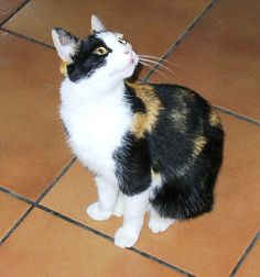 a calico cat sitting on the floor looking up