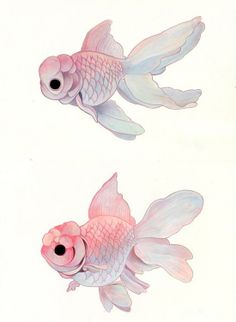 two drawings of goldfish with different colors and sizes, one is white and the other is pink